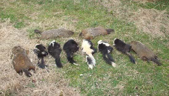 Extracting Skunk Essence (pics) | Trapping Archives